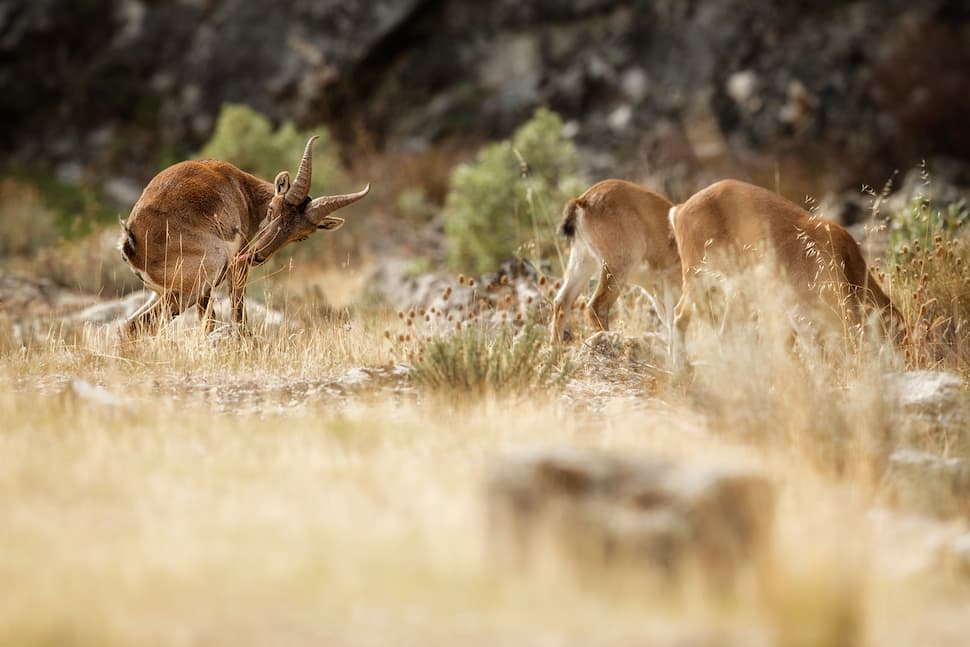 Que ver en la Sierra de Gredos